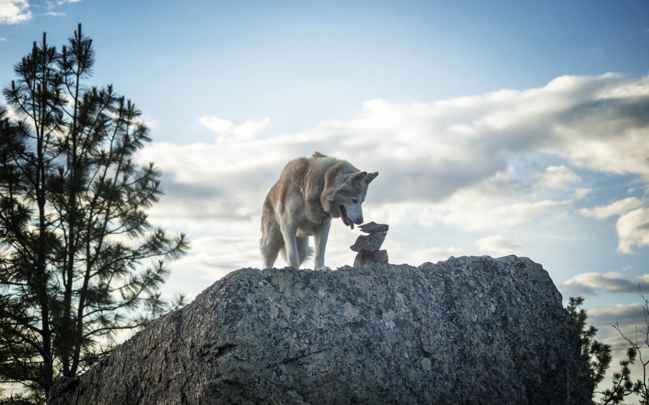 Большой сибирский хаски стоит на камне на фоне неба