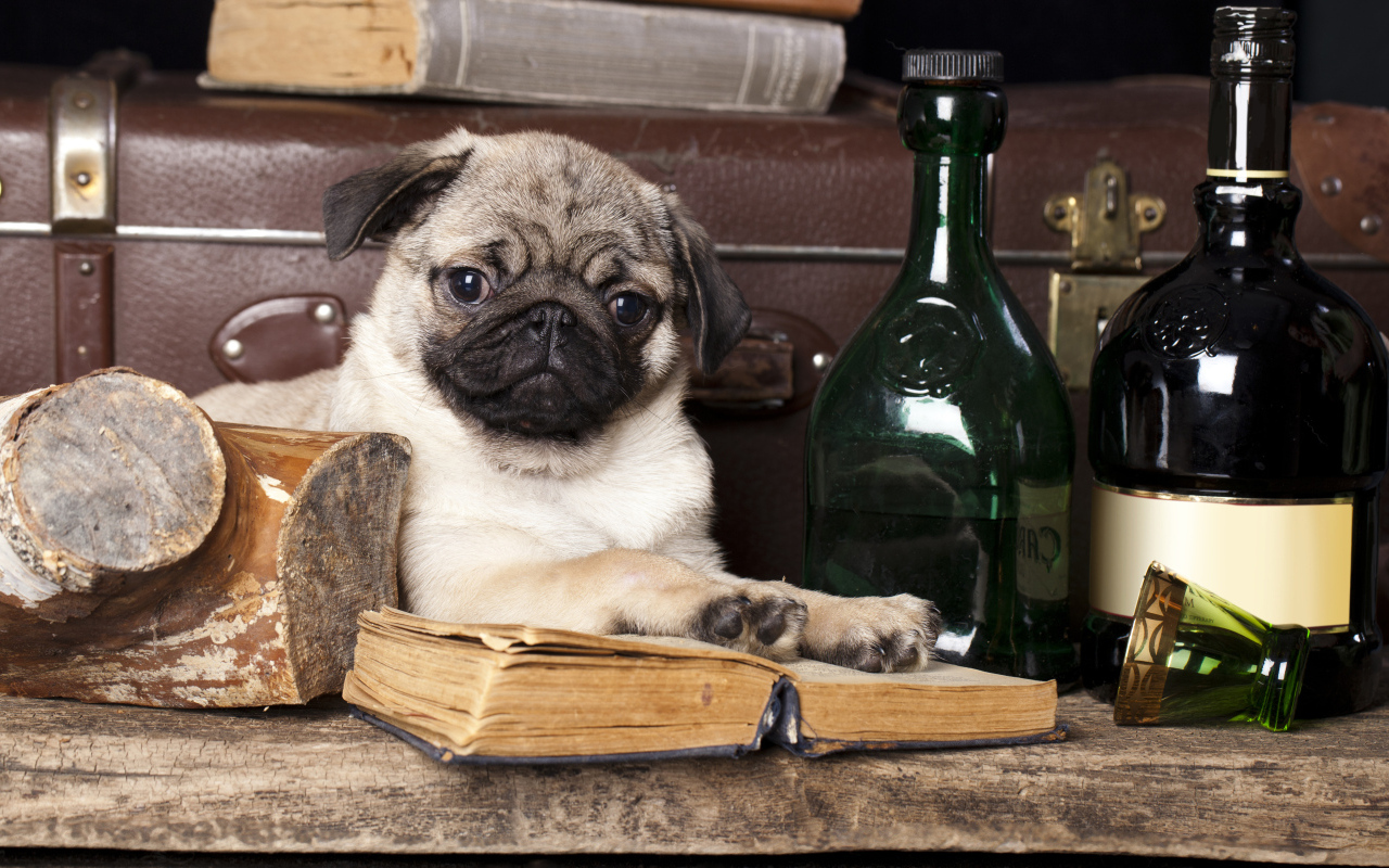 Маленький мопс с книгой и бутылками