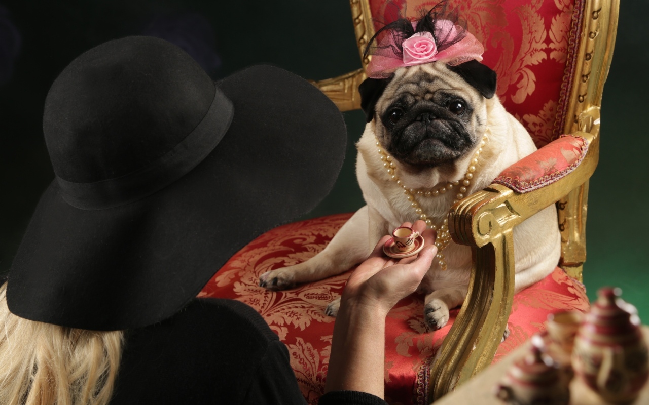 Мопс в костюме сидит в кресле