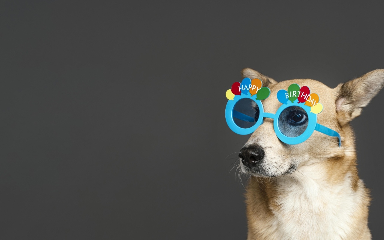 Рыжая собака в голубых очках на сером фоне