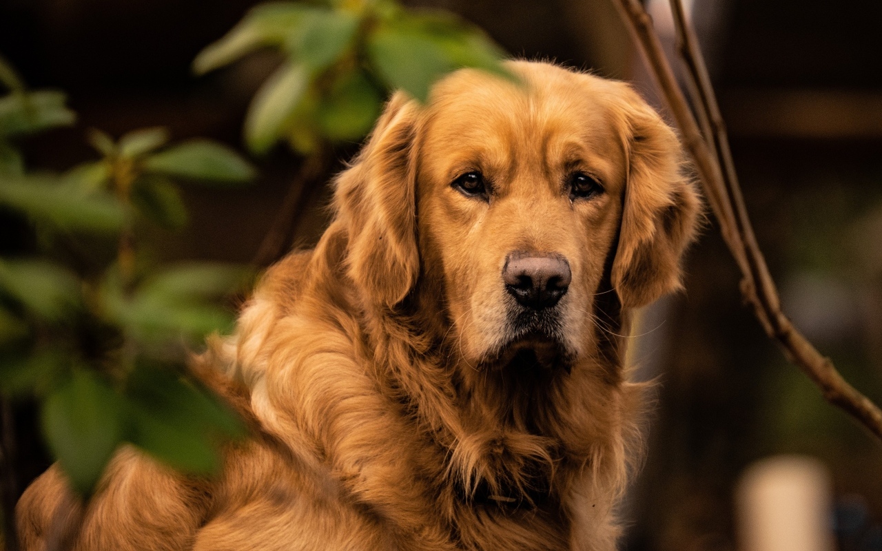 Грустный золотистый ретривер в зеленых листьях