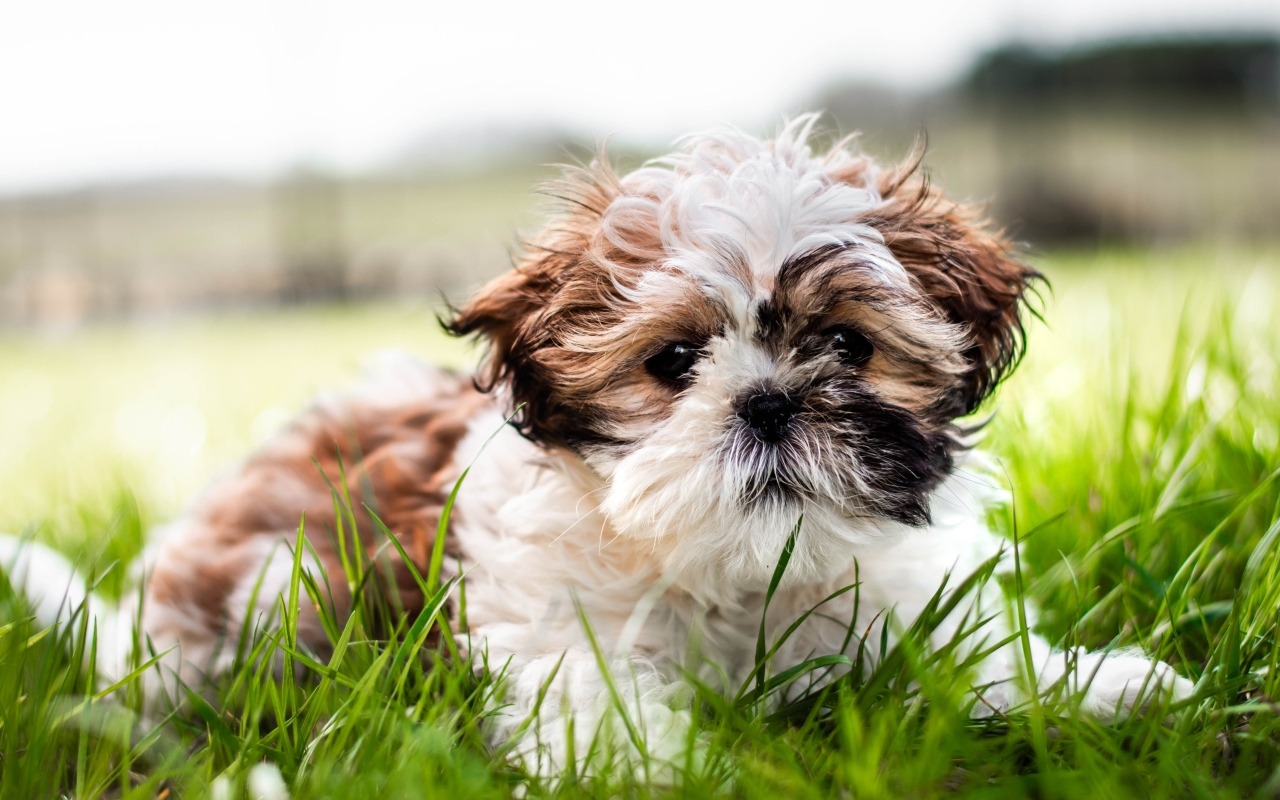 Собака породы ши-тцу лежит на зеленой траве