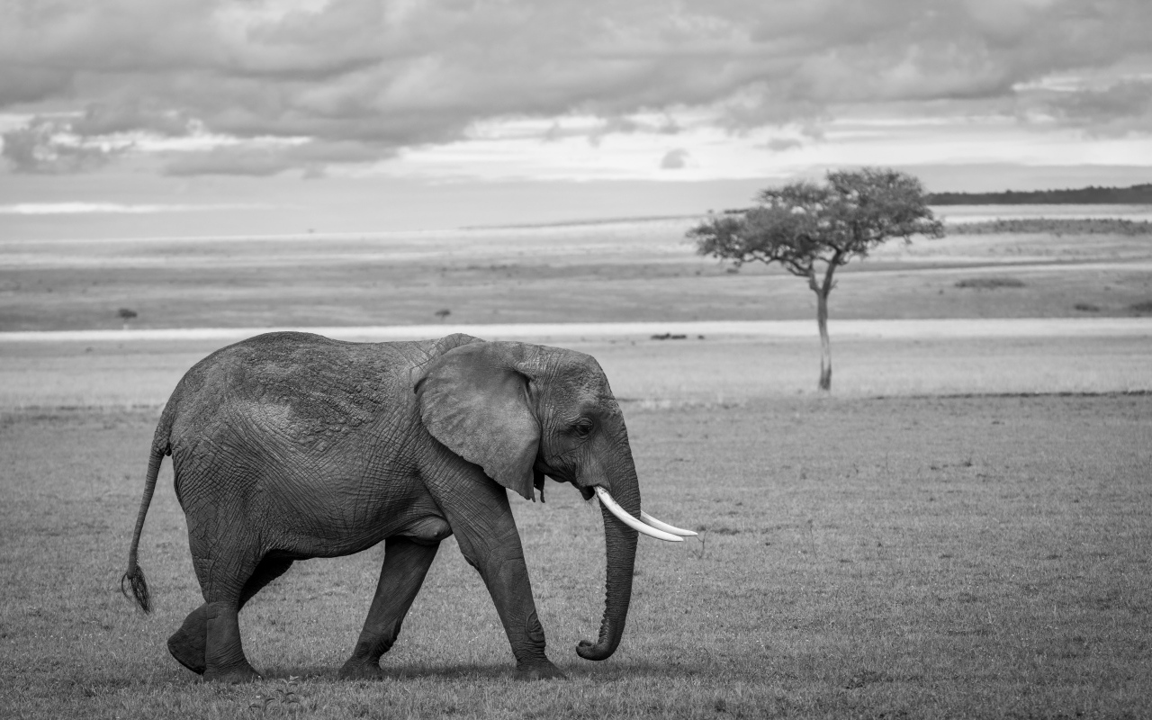 Большой серый слон в Африке