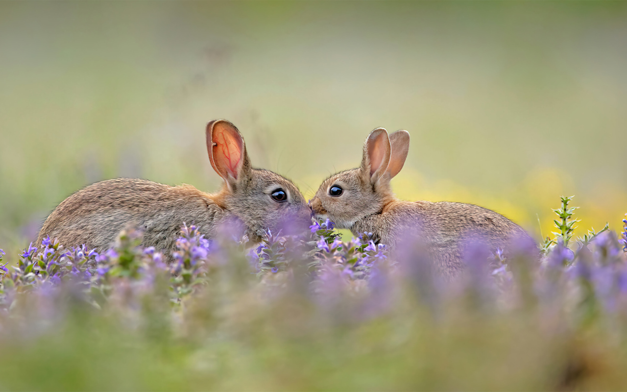 Два милых зайца в цветах 