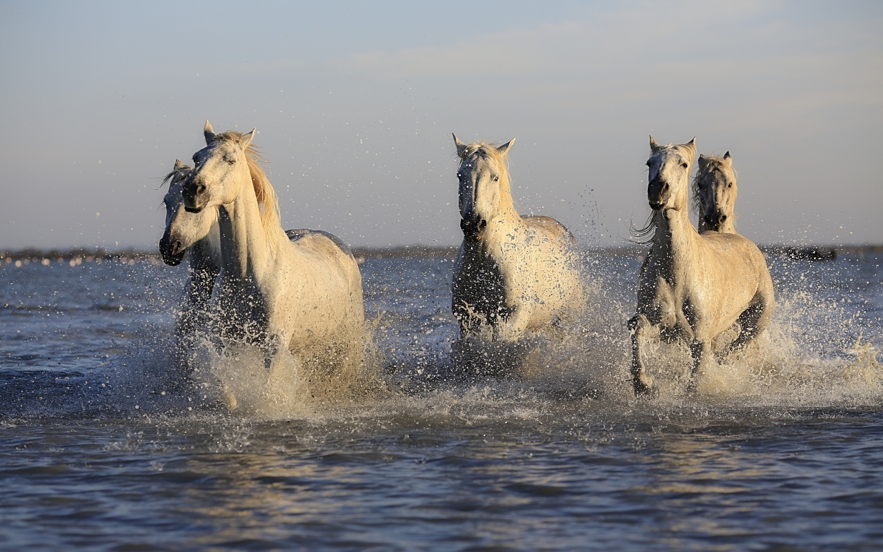 Стадо белых лошадей бежит по воде