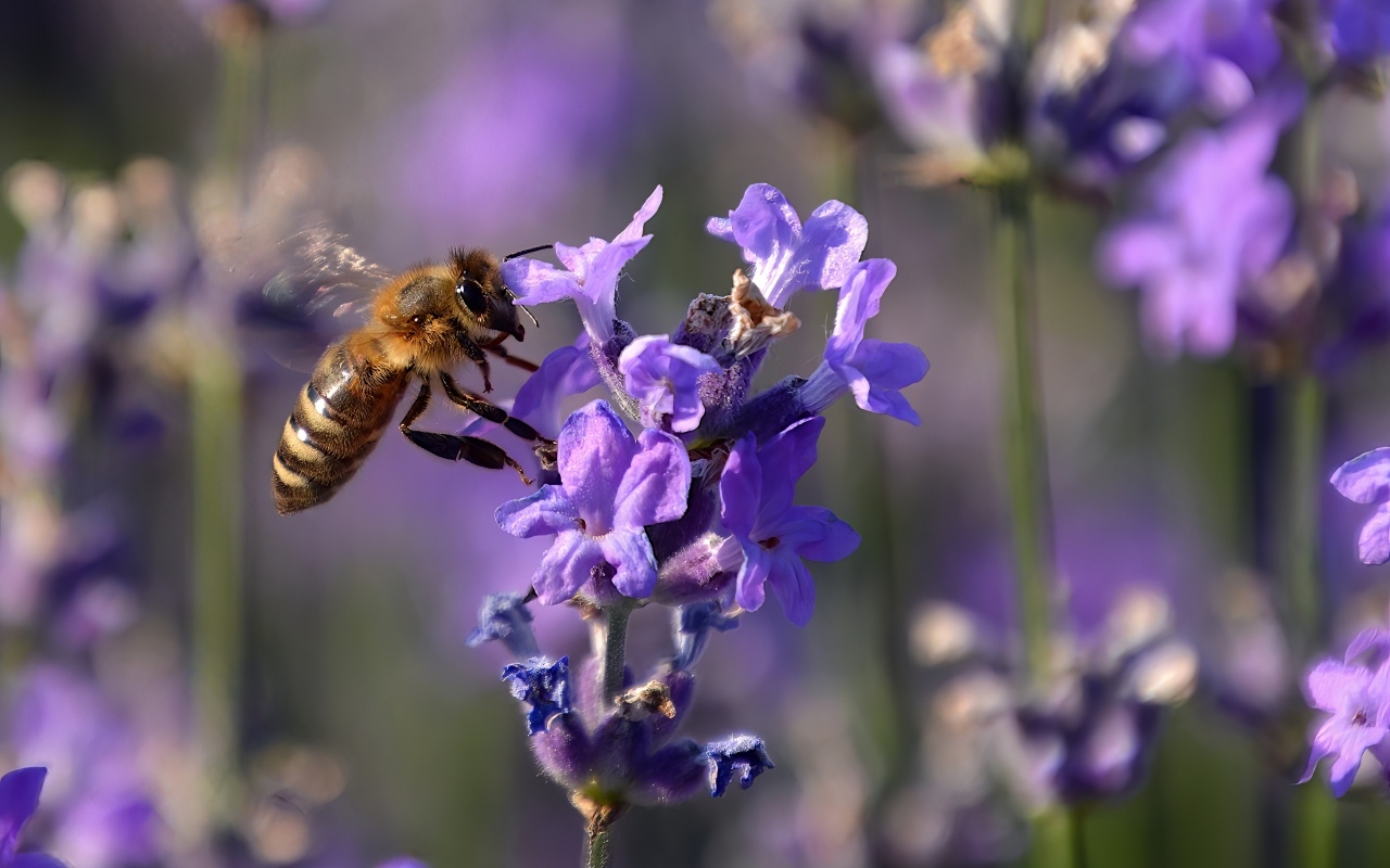 Пчела кружит у цветка лаванды