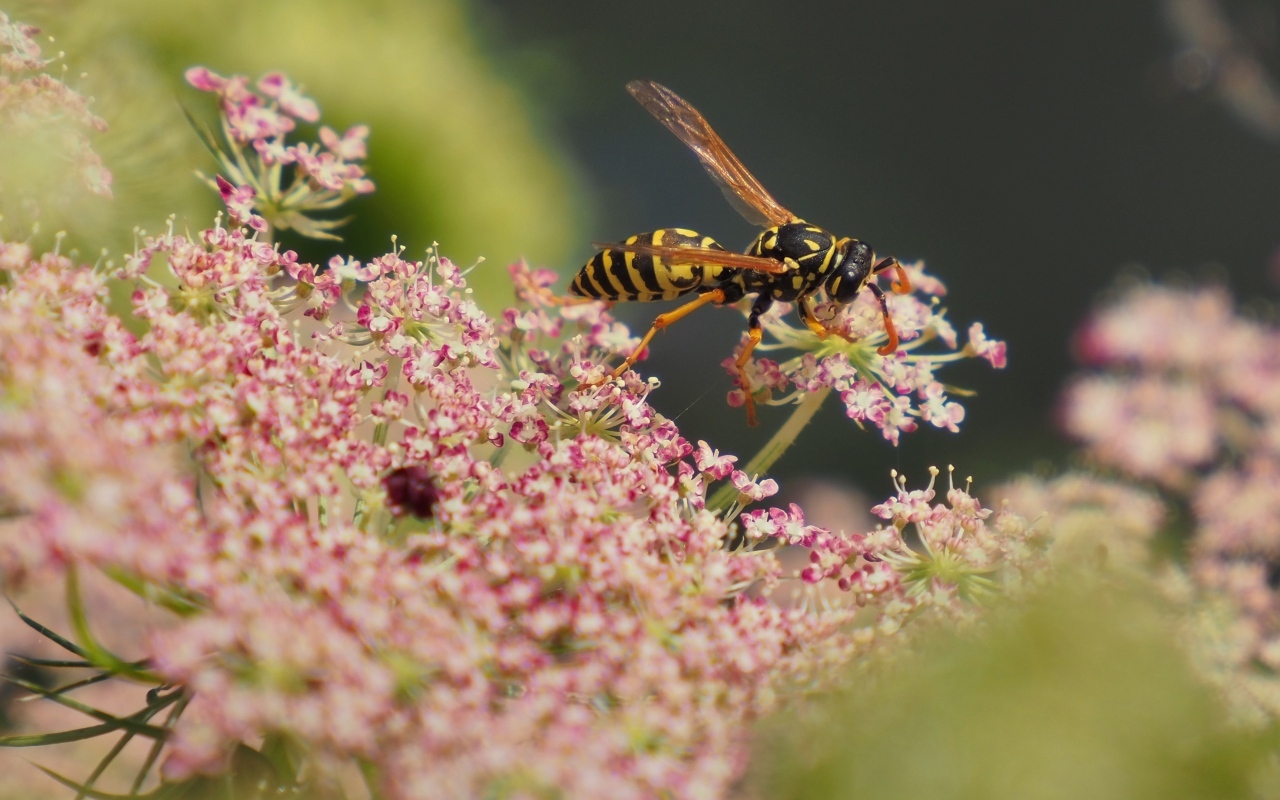 Большая оса кружит над розовым цветком