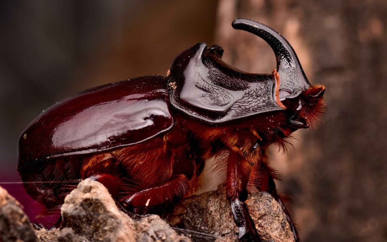 Большой коричневый жук носорог 