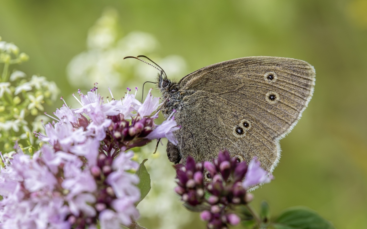 Коричневая бабочка сидит на сиреневом цветке