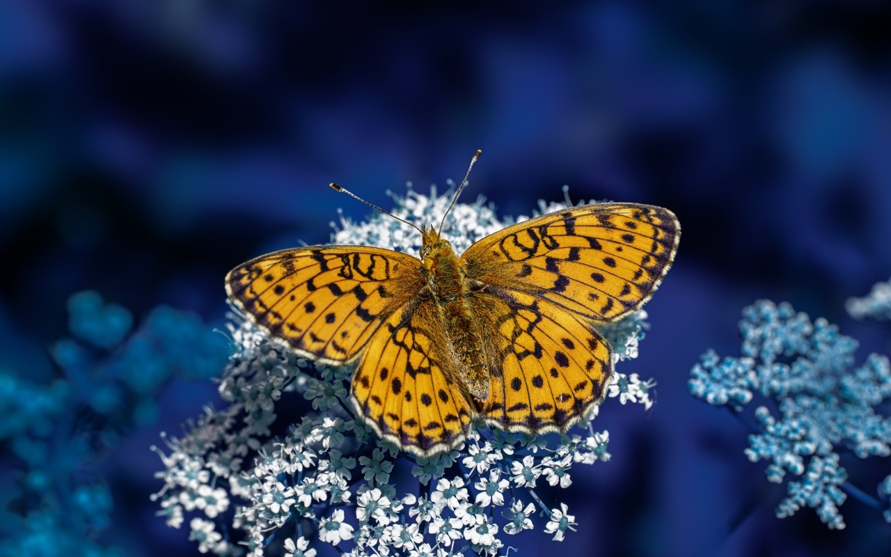 Коричневая бабочка сидит на белом цветке