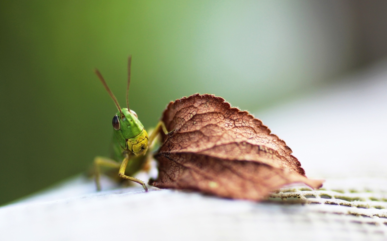 Зеленый кузнечик с листом