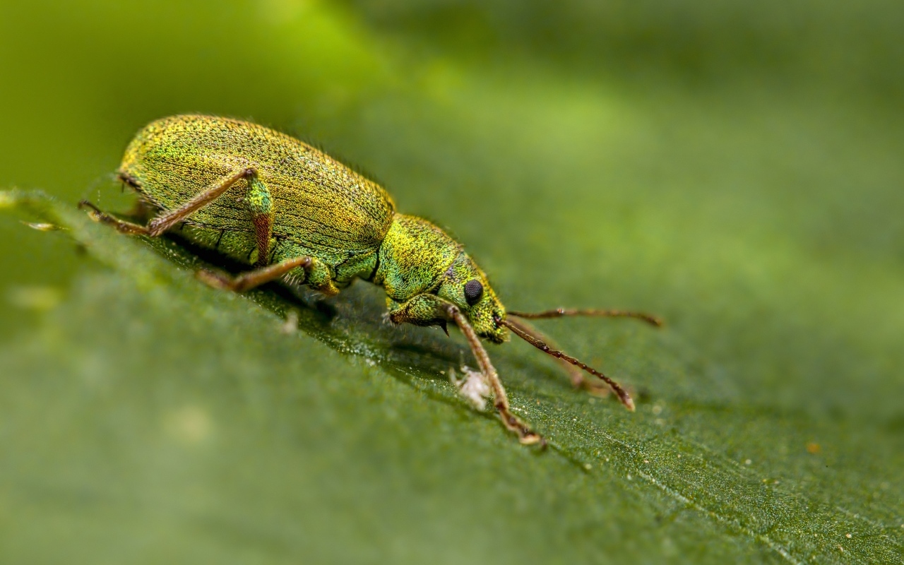 Большой зеленый жук на листке крупным планом
