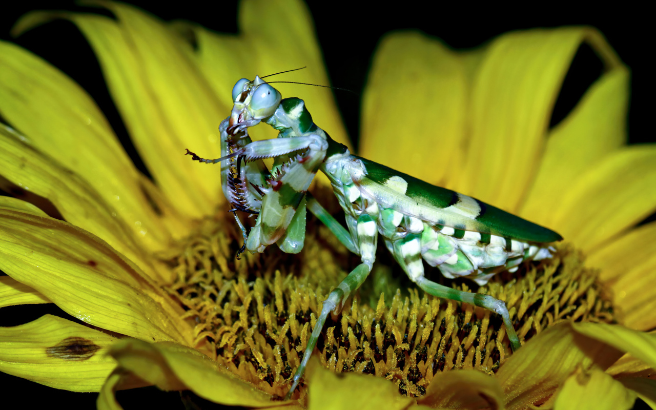 Большой зеленый богомол на желтом цветке подсолнуха