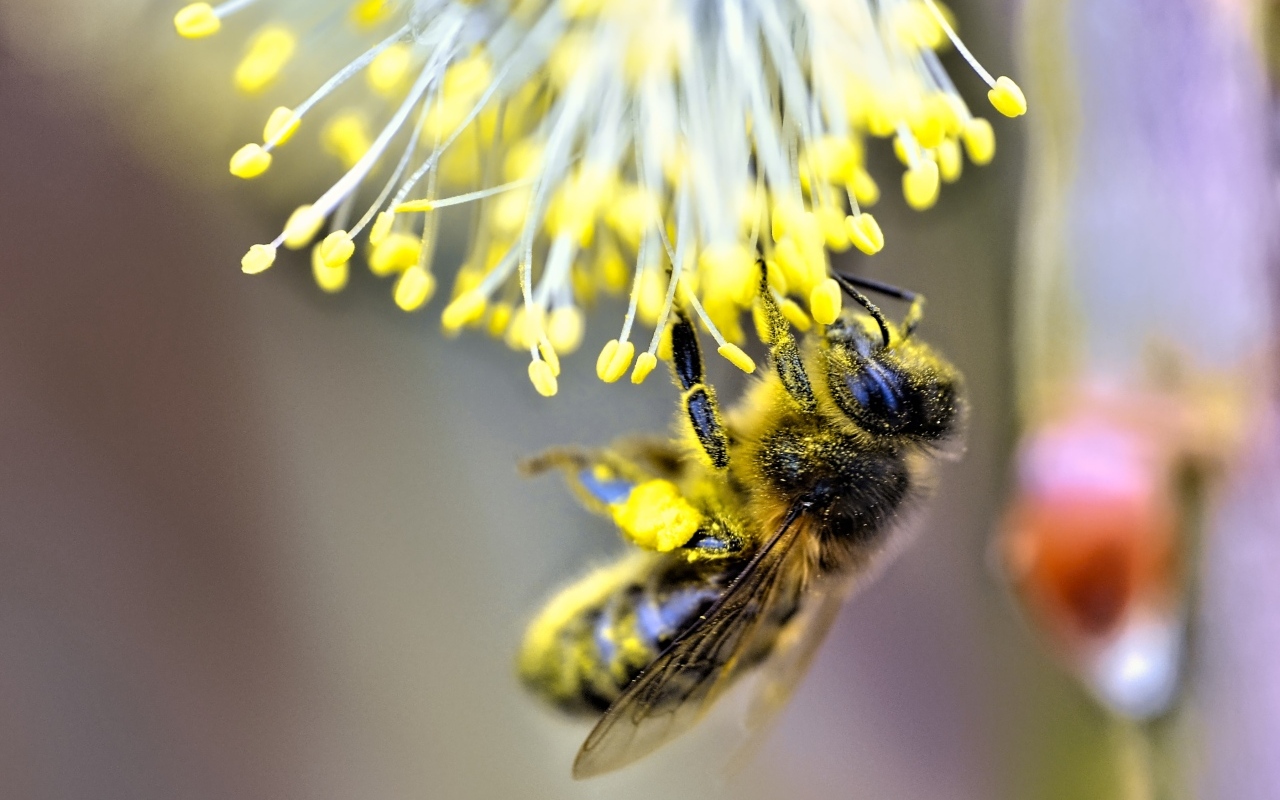 Маленькая пчела собирает пыльцу на цветке