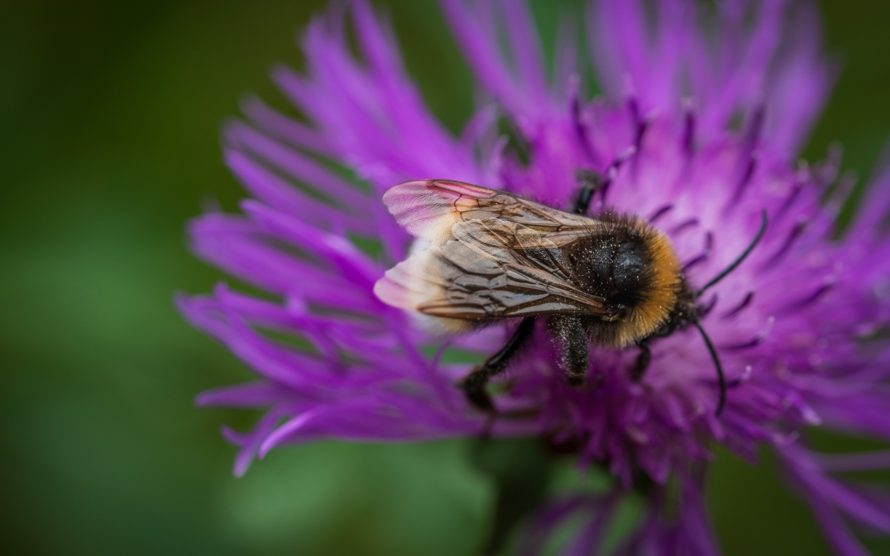 Маленький шмель опыляет розовый цветок