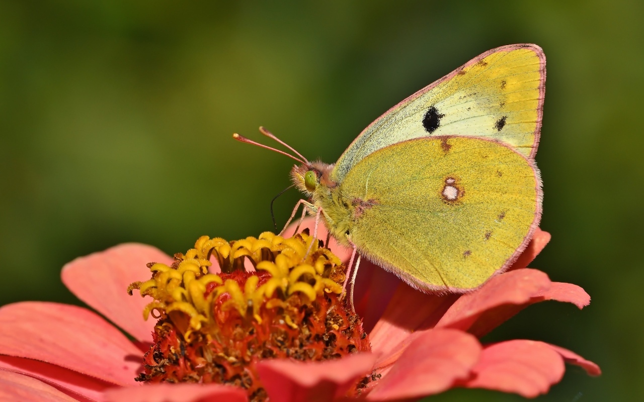 Желтая бабочка сидит на розовом цветке циннии 