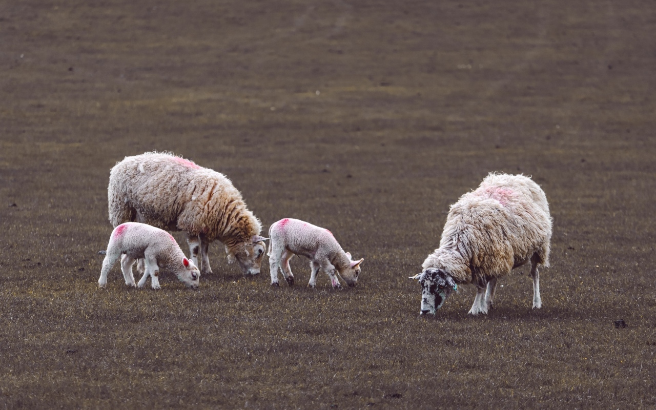 Стадо овец пасется на поле