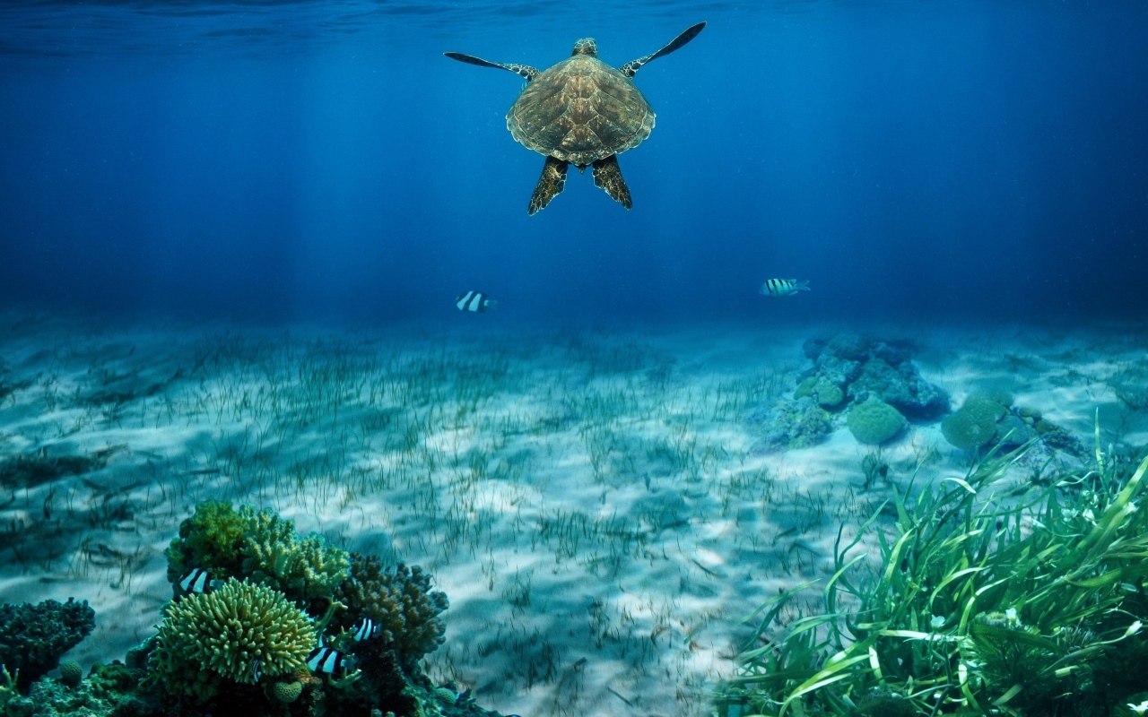 Черепаха плывет по воде у морского дна