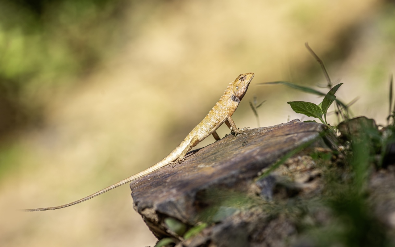 Садовая ящерица сидит на камне