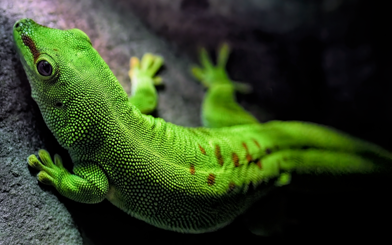 Зеленый мадагаскарский геккон на камне