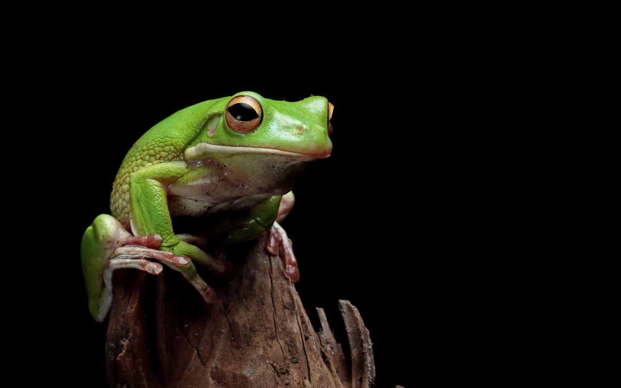 Зеленая лягушка сидит на сухой ветке 
