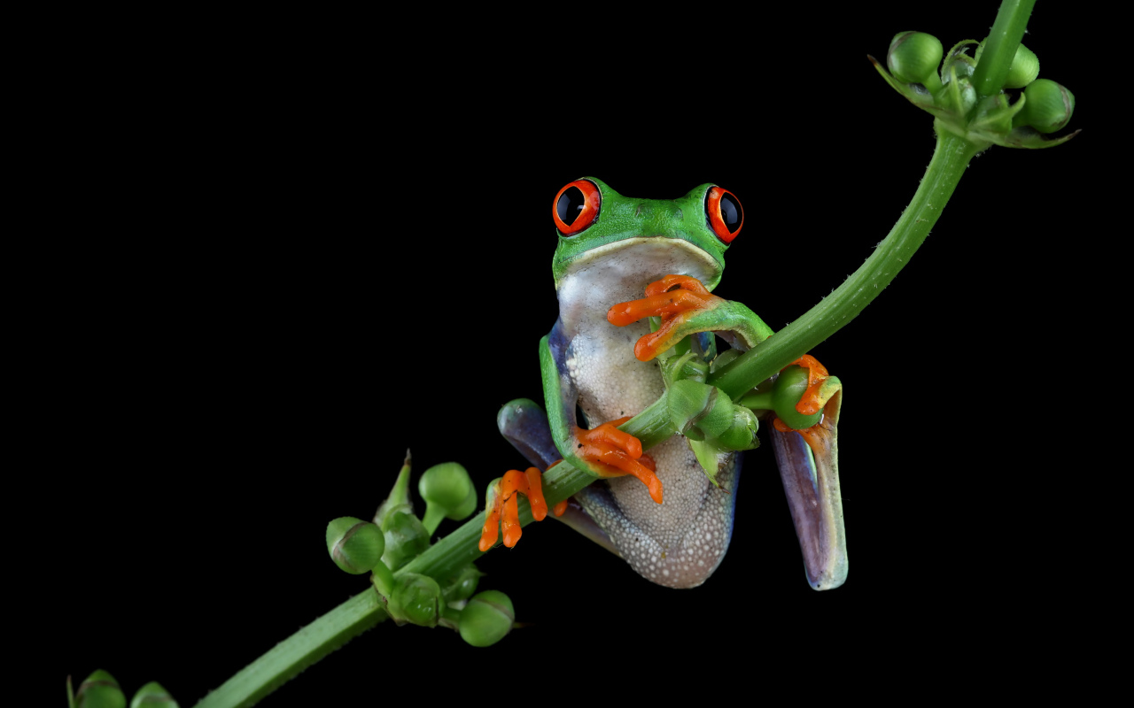 Зеленая лягушка с красными глазами висит на ветке