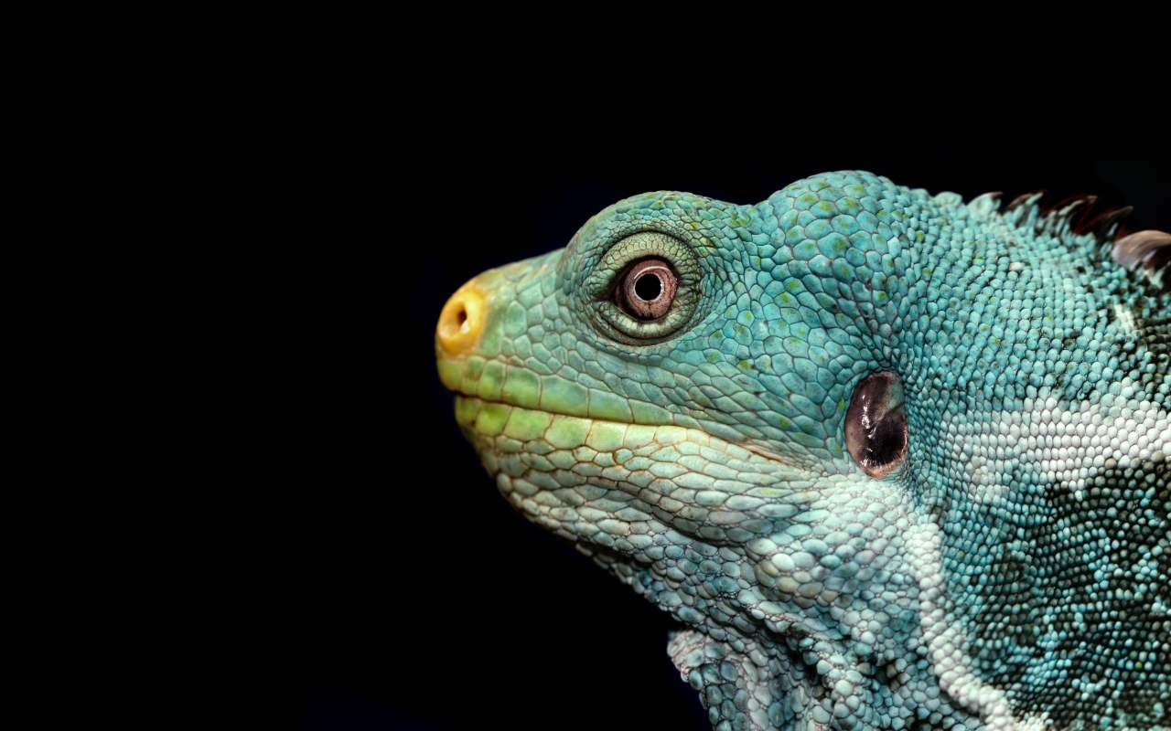 Голова зеленой игуаны на черном фоне