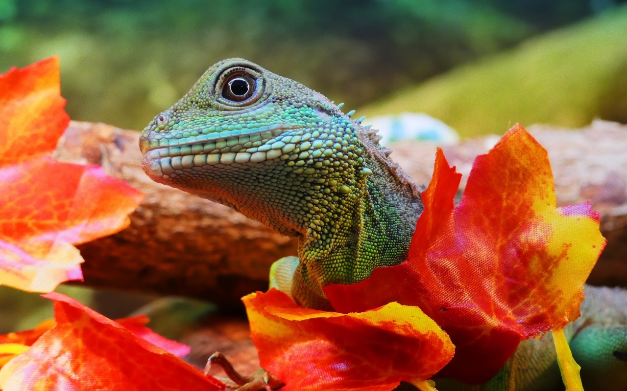 Зеленая ящерица в оранжевых листьях