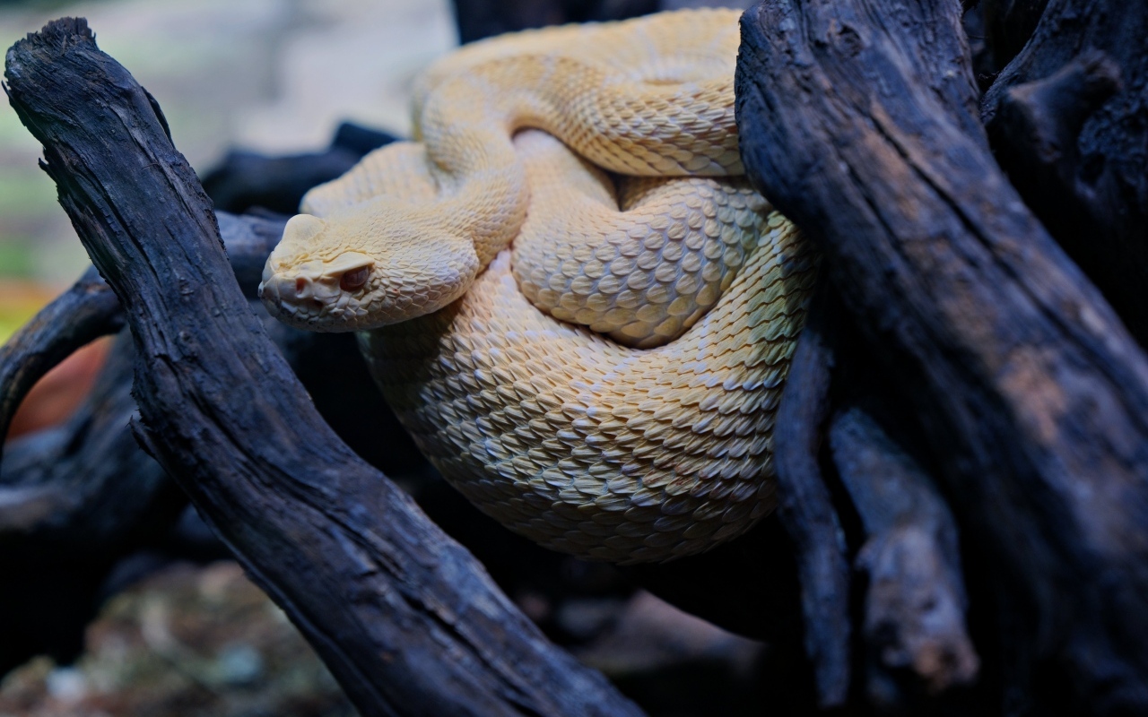Большая западная гремучая змея в ветках