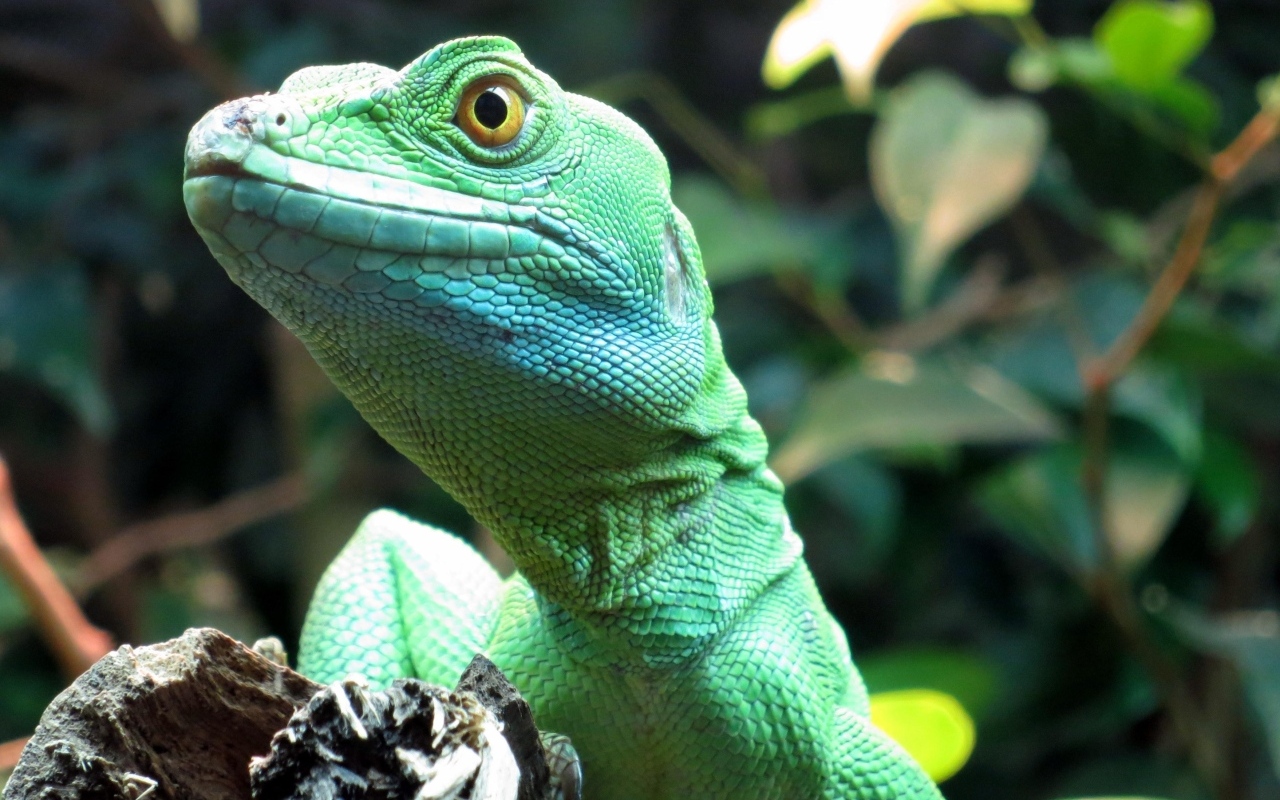 Большая зеленая ящерица в террариуме