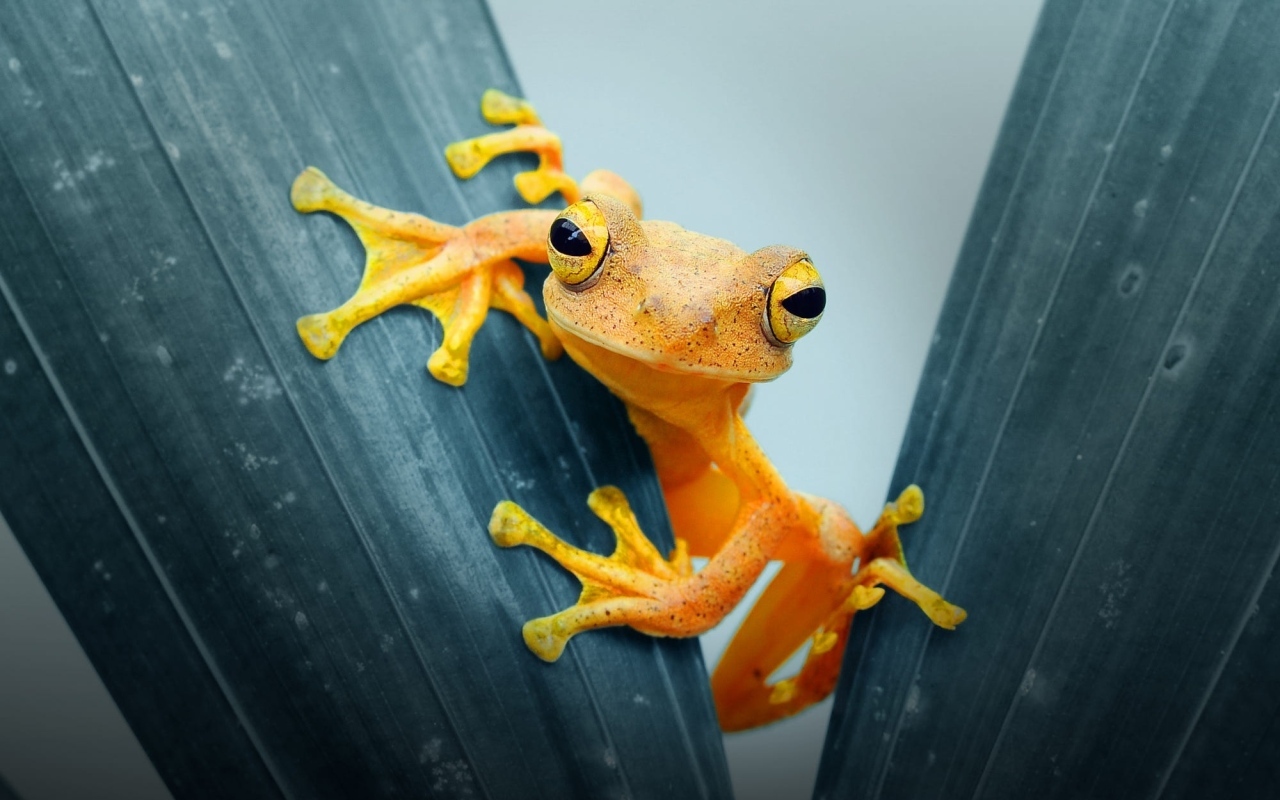 Оранжевая лягушка на зеленом листе