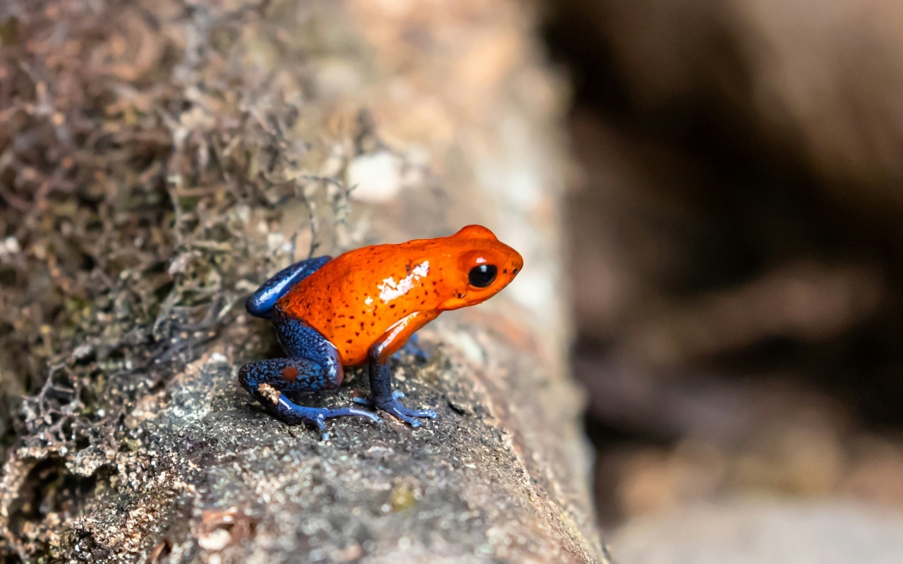 Красная лягушка с синими лапками  на камне
