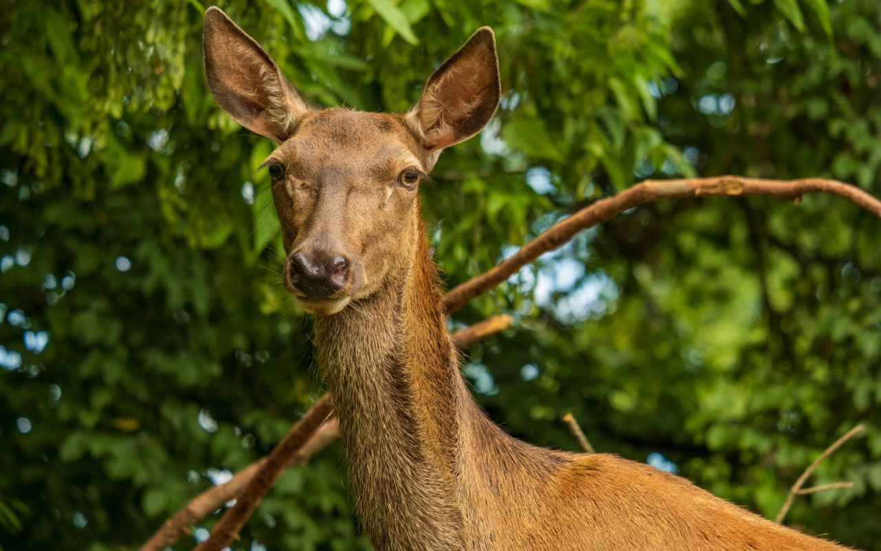 Большая коричневая олениха