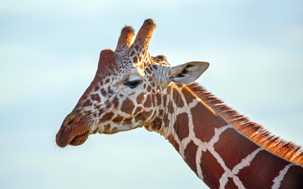 Жираф на фоне голубого неба крупным планом