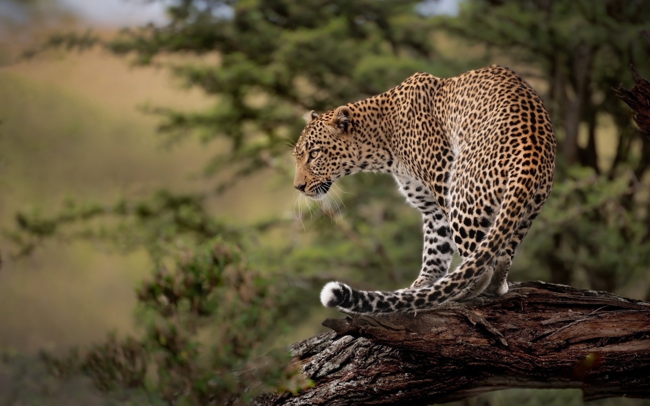 Большой пятнистый леопард стоит на сухом дереве