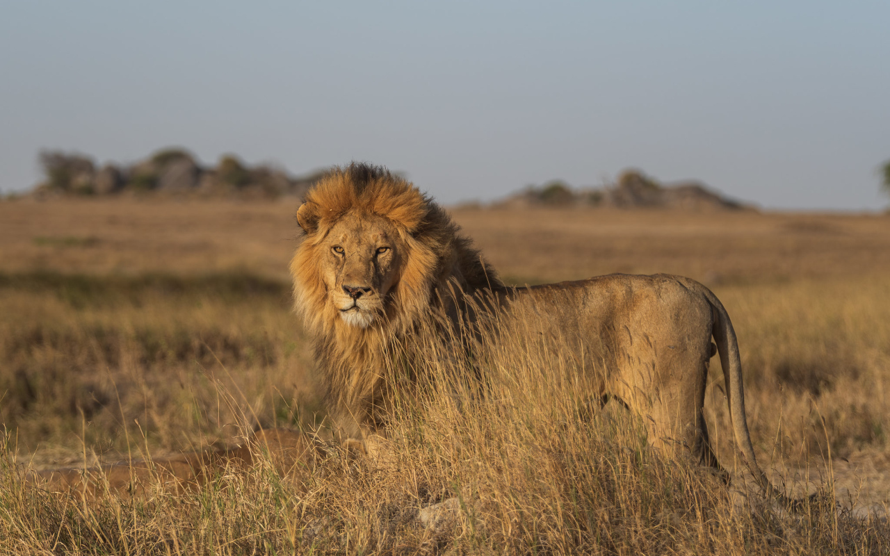Большой лев в саванне в лучах солнца
