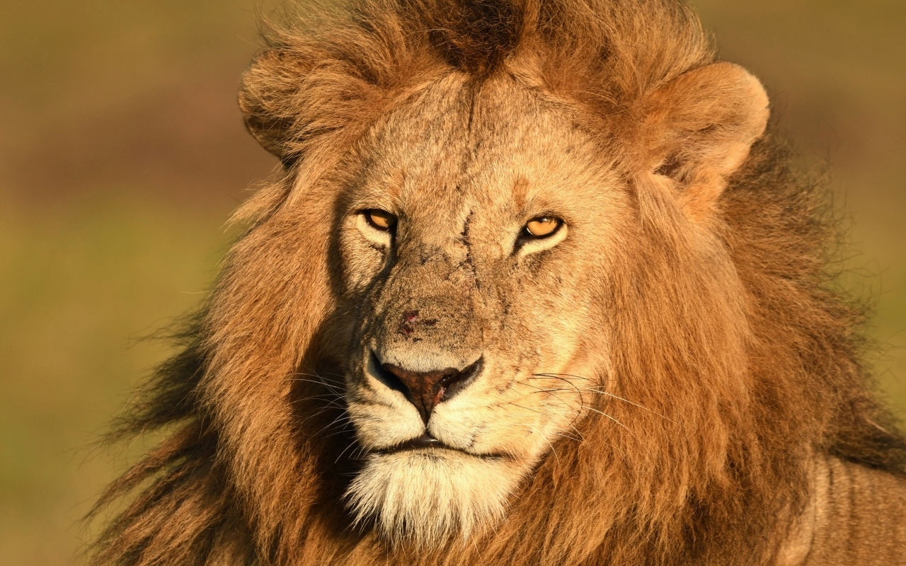 Морда большого хищного льва крупным планом