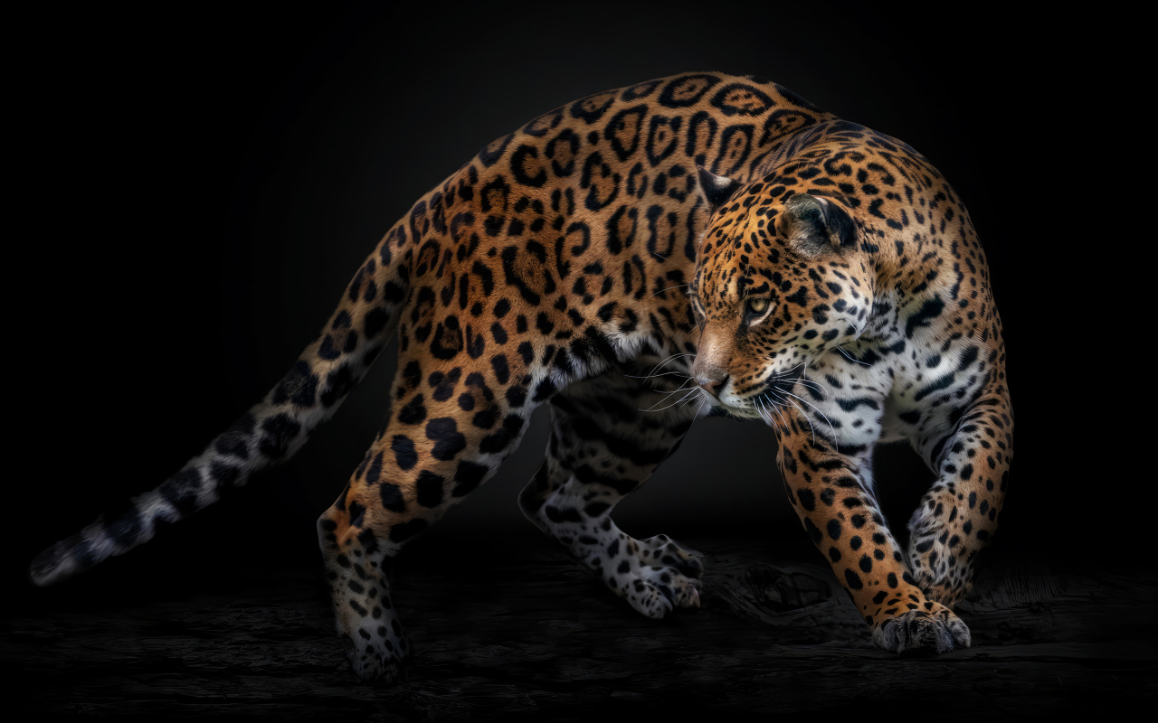 Пятнистый хищный ягуар на черном фоне