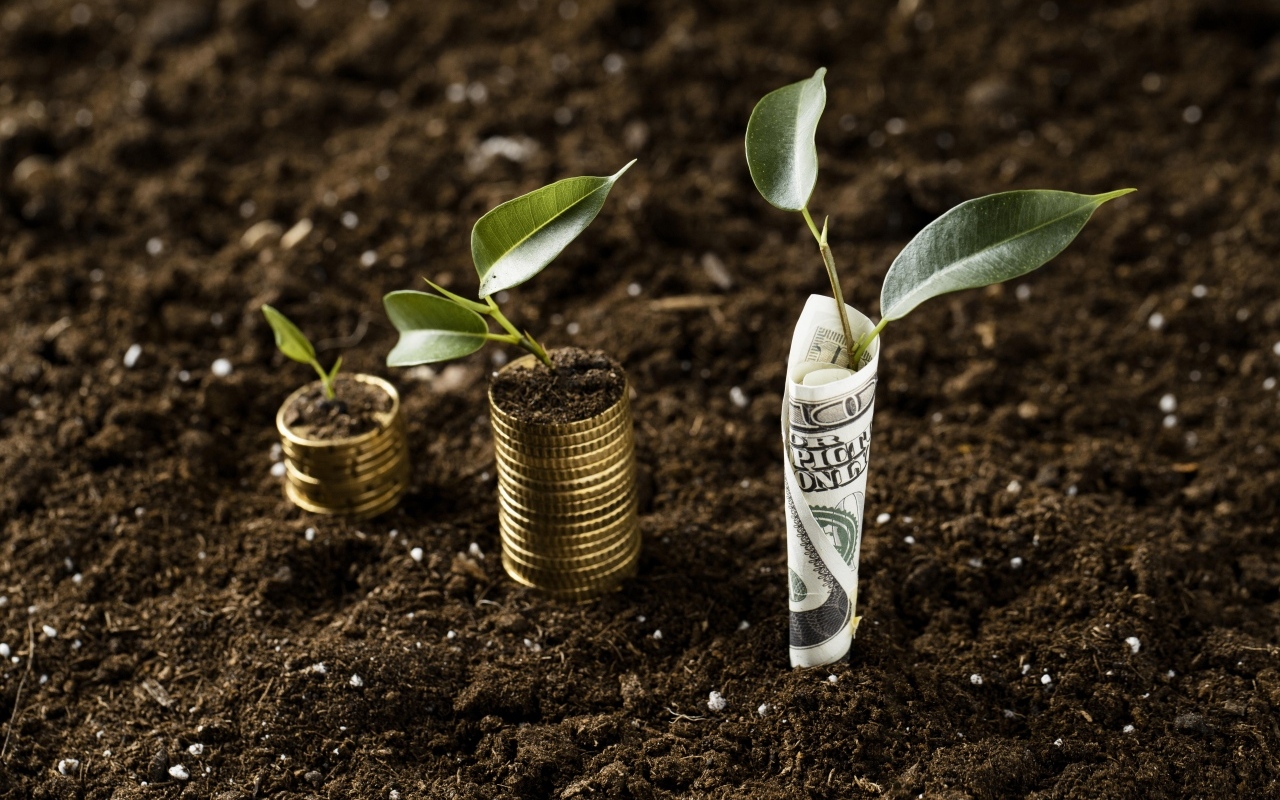 Ростки прорастают с денег на земле