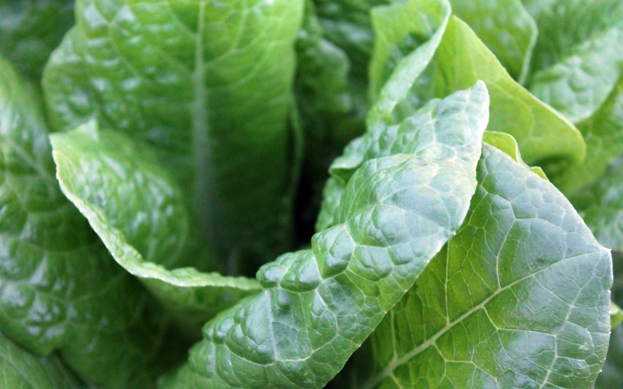 Зеленые листья растения крупным планом