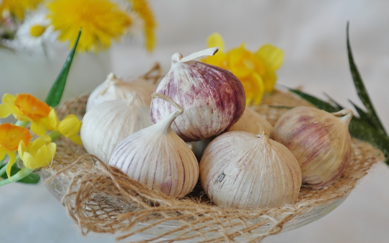 Головки чеснока с цветами нарцисса на столе