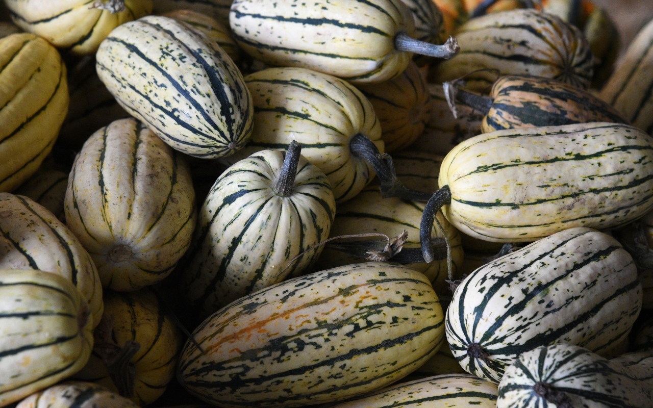 Полосатая маленькая тыква крупным планом