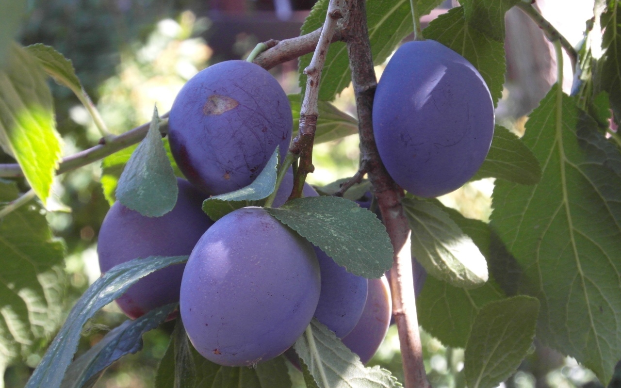 Большие синие сливы на ветках дерева