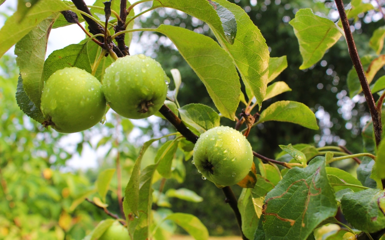 Мокрые зеленые яблоки на ветках