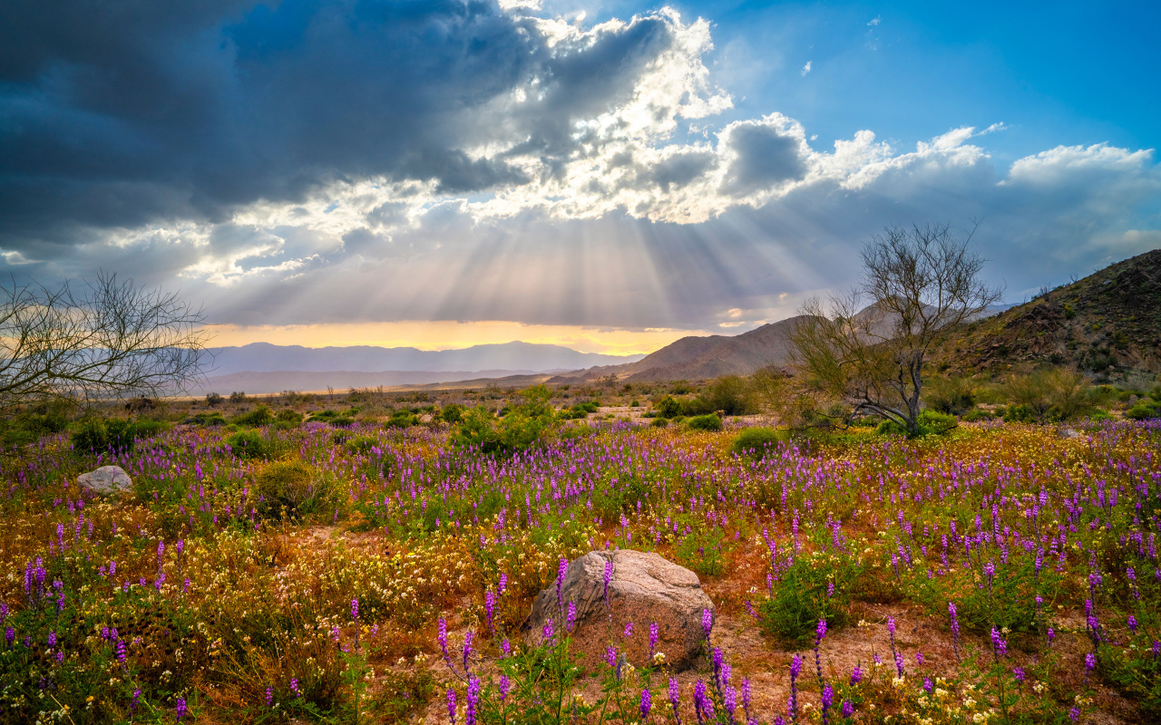 Лучи солнца в облаках над поляной с цветами