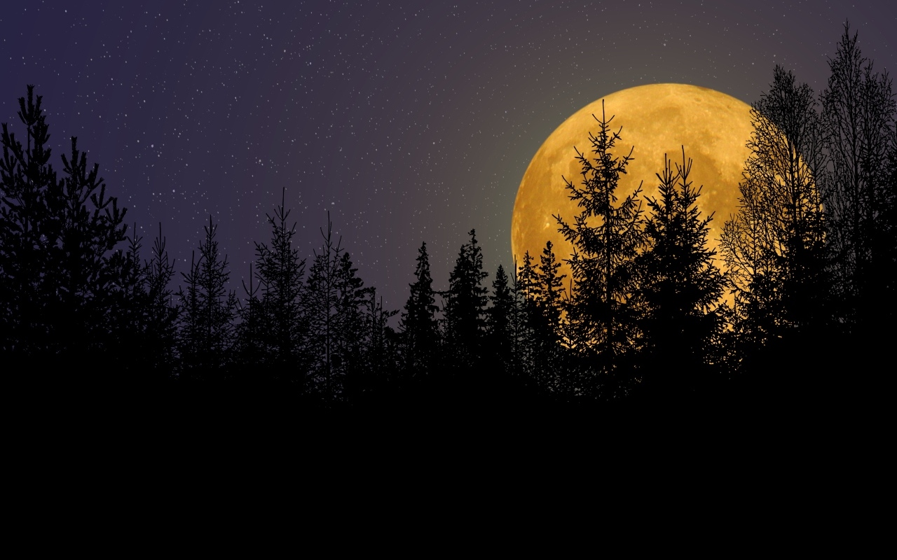 Большая желтая луна прячется за елями