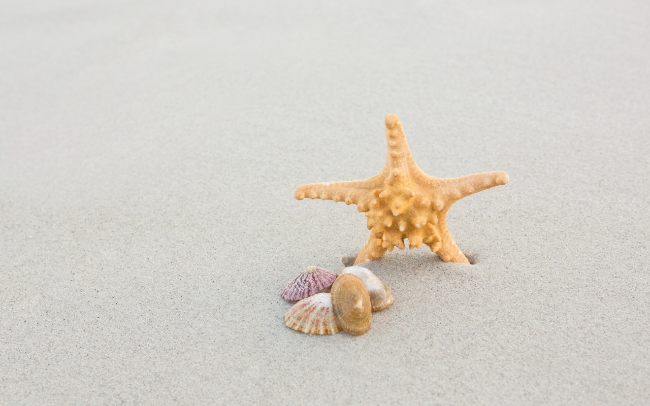 Морская звезда с ракушками на сером песке