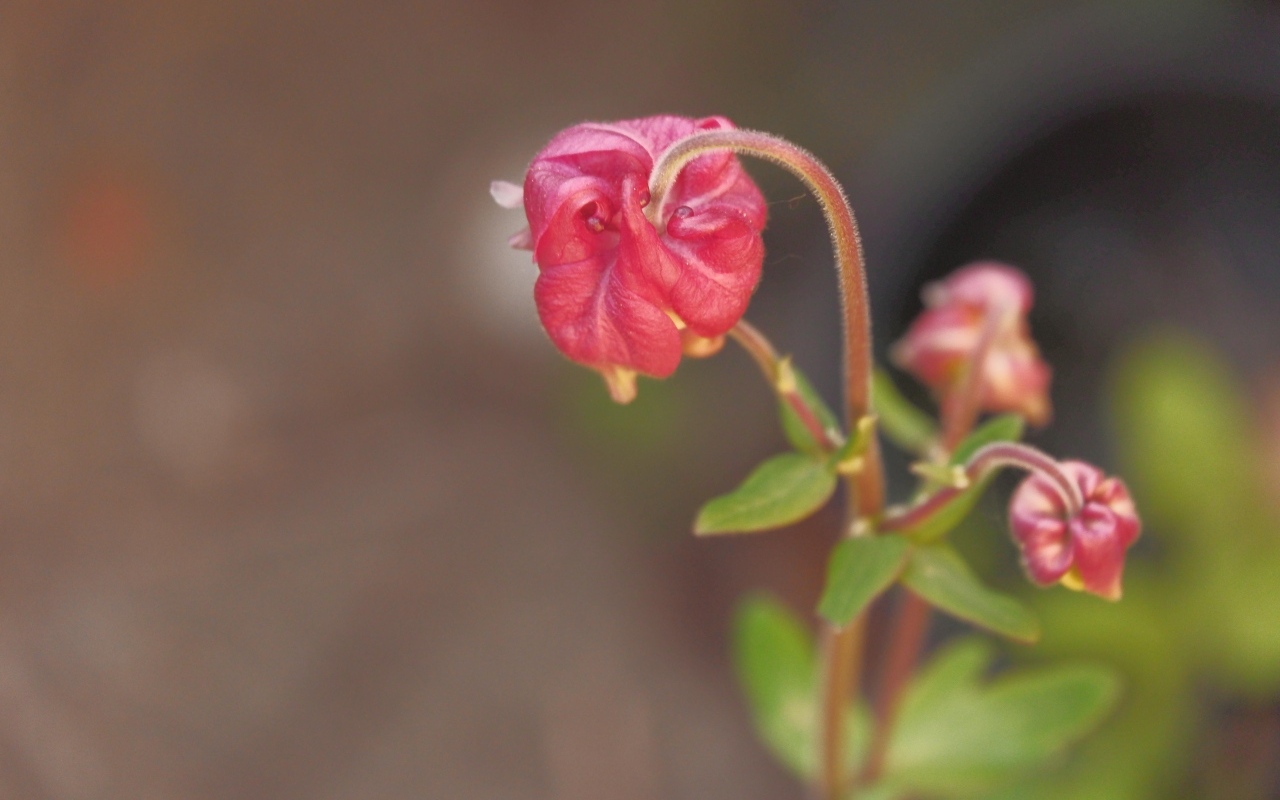 Распускающийся розовый цветок