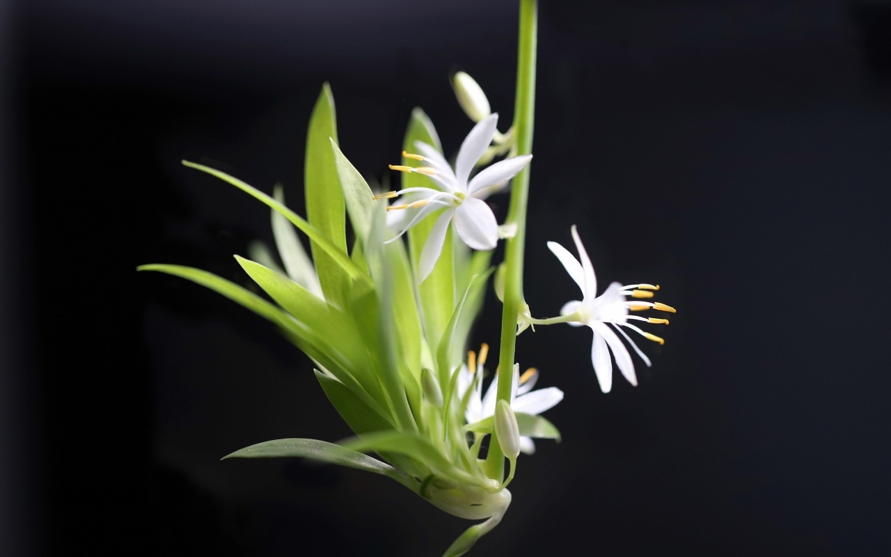 Отросток белого комнатного цветка хлорофитум