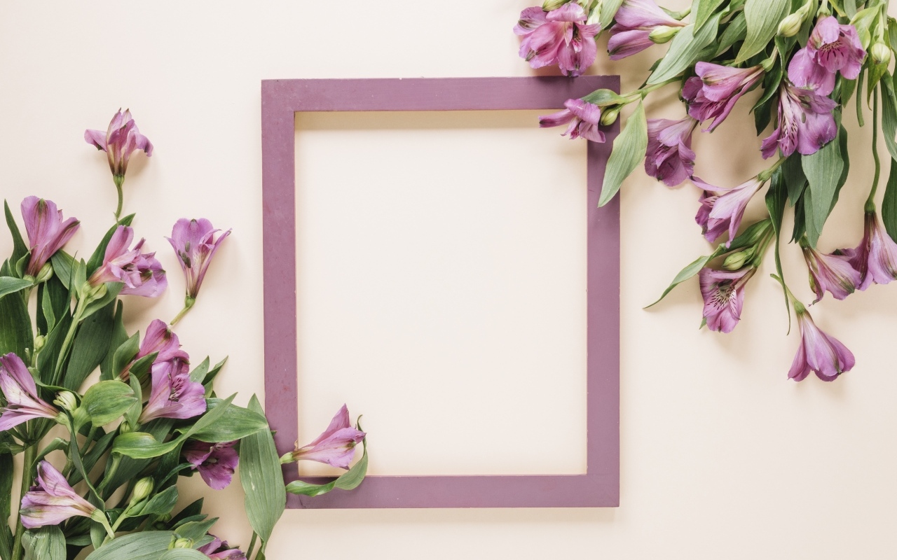 Цветы альстромерии на белом фоне с рамкой